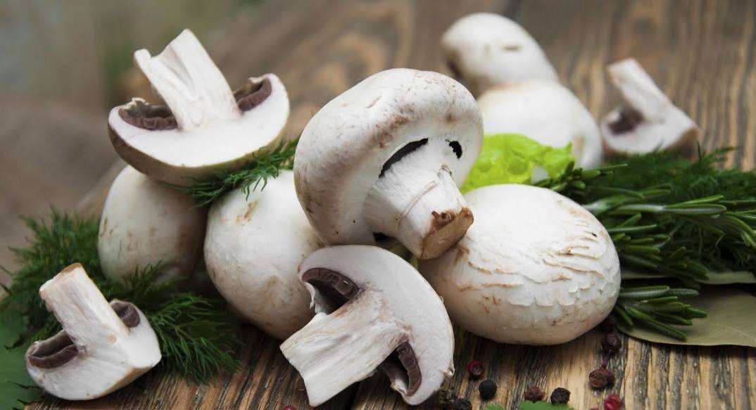 Grzyby przedłużają życie!